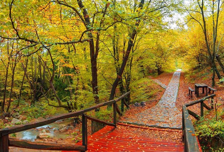 Красотка-осень — Болталка и разговоры обо всем: жизнь