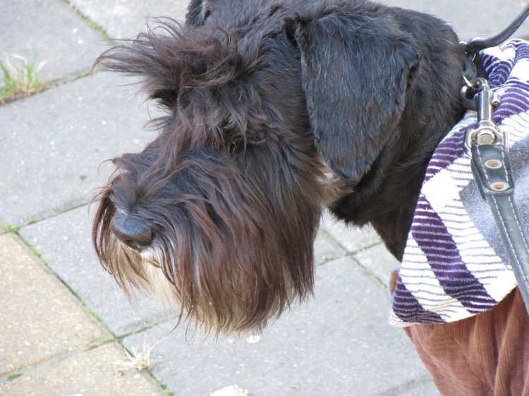 Утренняя прогулка в парке Горького с Соломоном и Анхен, или О сложностях гуляния с собакой и куклой одновременно