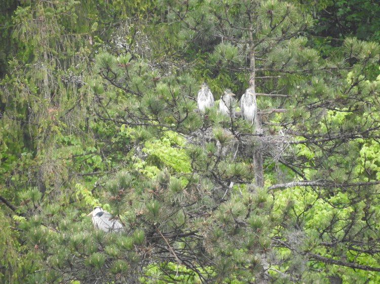 Любителям птиц. Серая цапля Словении