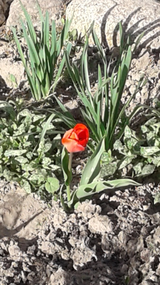 Природа Пскова: из весны в лето