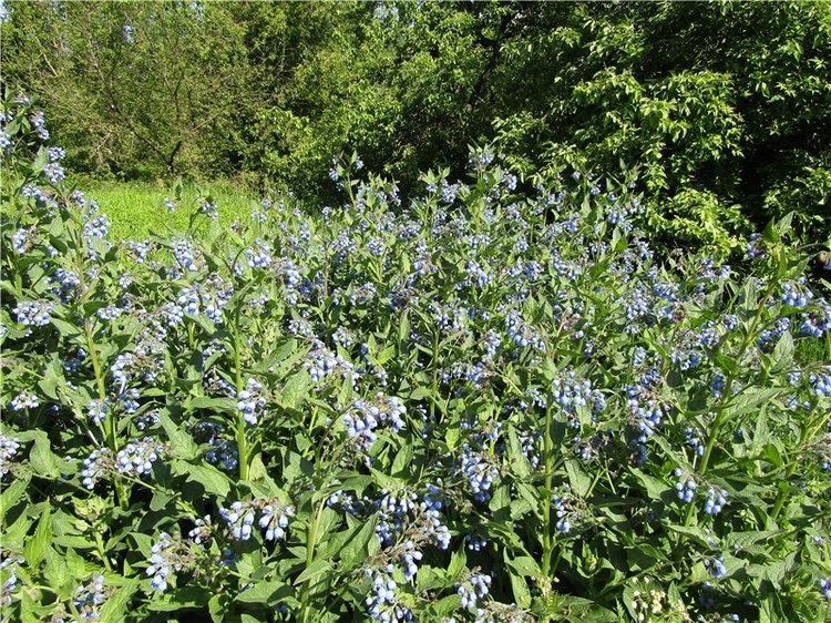 Бетси Robert Tonner. С красным бантом по зеленому лугу (фото 5)