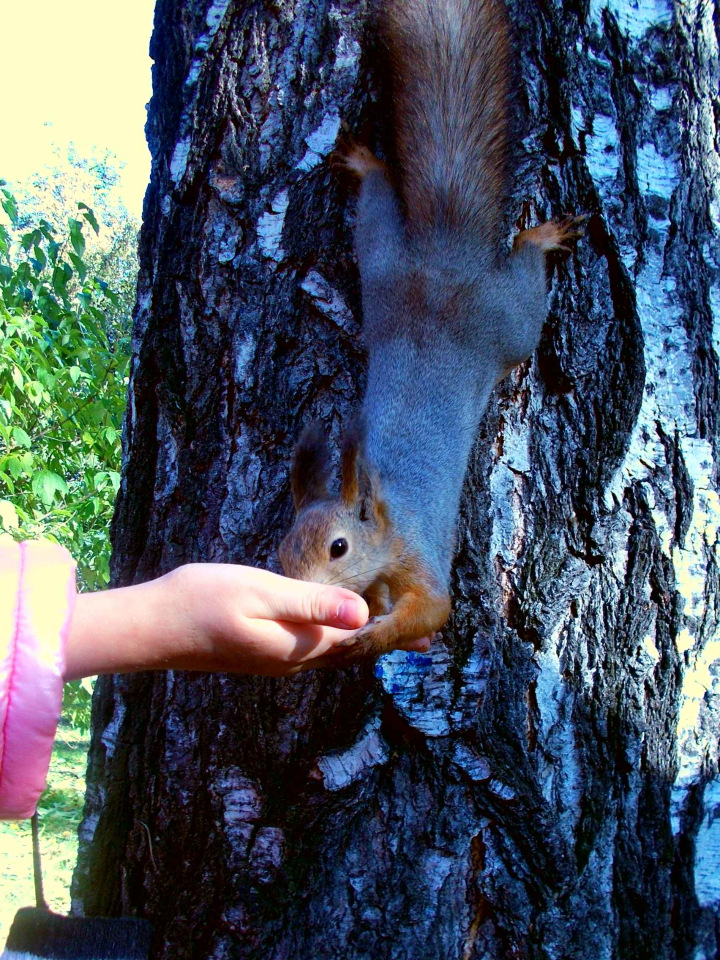 Всё та же осень, но совсем другие фото (фото 7)