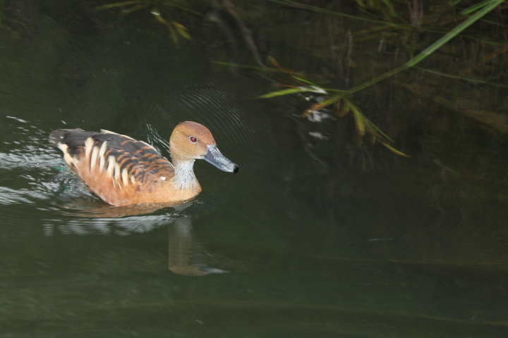 По Германии: зоопарк Лейпцига, часть 2