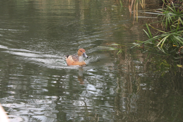 По Германии: зоопарк Лейпцига, часть 2