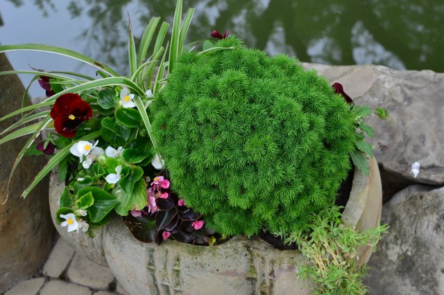 Старый парк — Туризм и путешествия: фотоотчеты из поездок (фото 6)