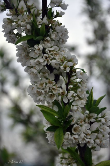 "Первый майский день..." Оливия от Helen KISH