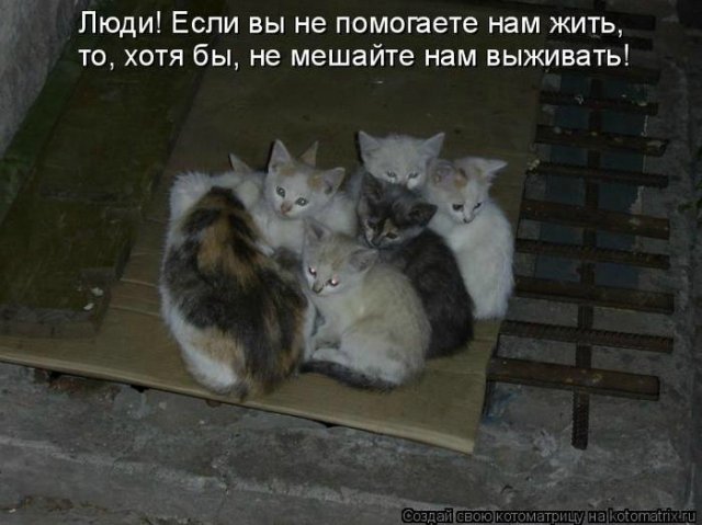 Мне вслед глядит душа кошачья... 4 октября - день памяти святого Франциска и Международный день животных (фото 2)