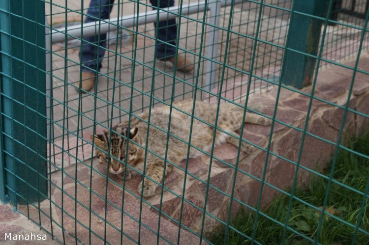 Как Майка в зоопарк ходила. pukiFee Ante Fairyland | Бэйбики Как Майка в зоопарк ходила. pukiFee Ante Fairyland