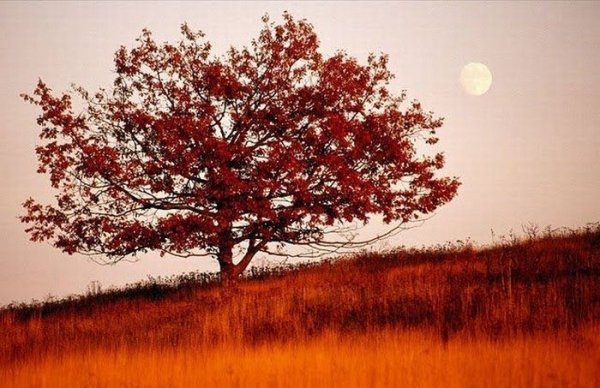 Оранжевое настроение. Моя Тилли от Кайе Виггс (фото 5)