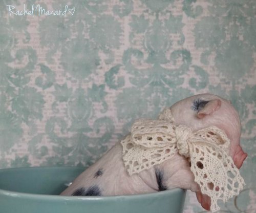 Зверятки-реборнятки — Молды и прототипы Реборн (Reborn): новинки