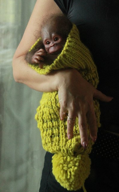 Обезьянка Bindi кукла реборн Элины Кудрявцевой