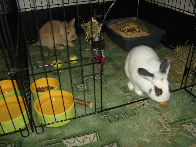 Юннаты - Рен и Ран — Куклы Dollzone (Доллзон): BJD (БЖД) (фото 9)