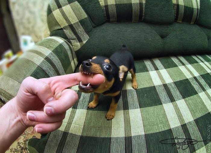 Если вы хотите завести собаку (фото 2)