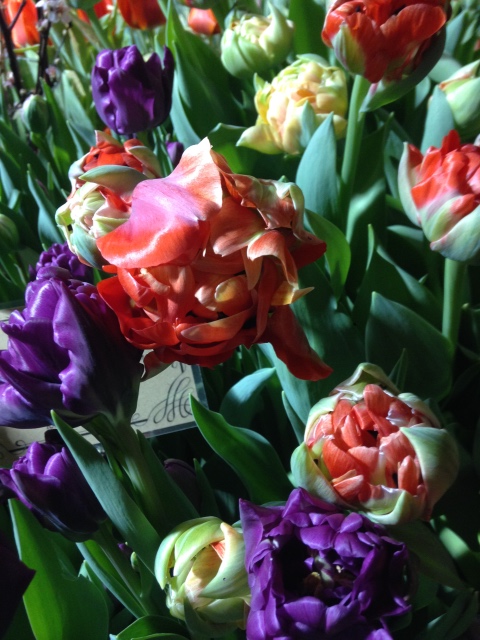 Поздравление с 8 Марта или "Репетиция весны в аптекарском огороде"