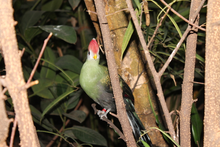 По Германии: зоопарк Лейпцига, часть 2