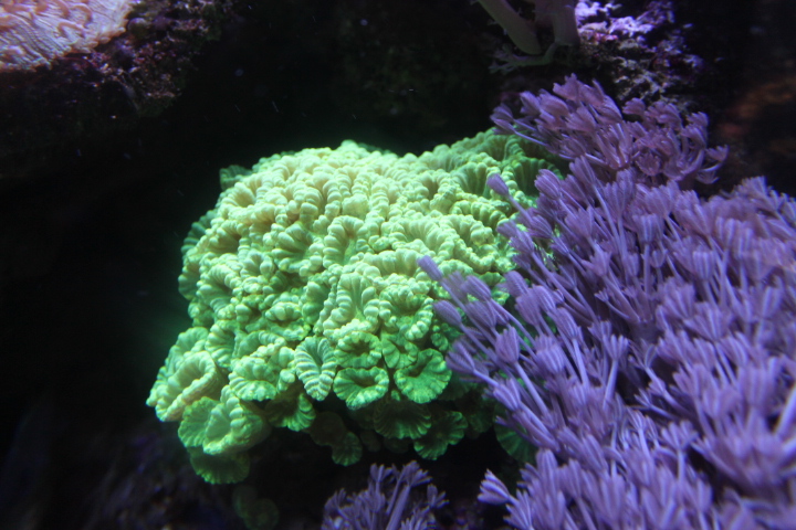 По Германии: зоопарк Лейпцига, часть 1