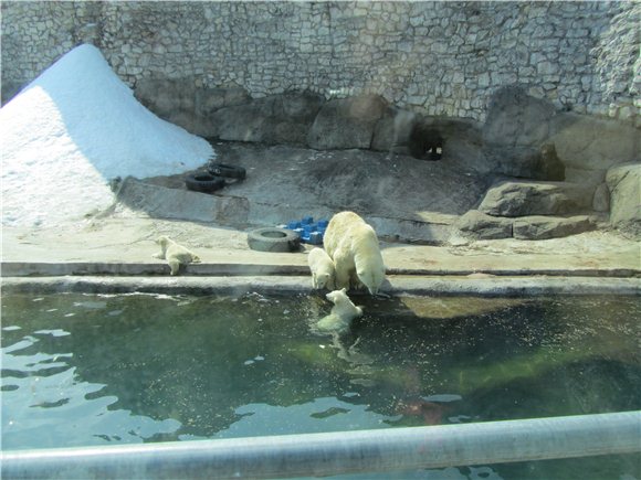 Наша традиционная майская прогулка по Московскому зоопарку