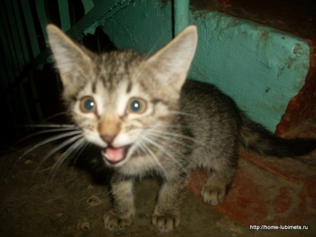 Мне вслед глядит душа кошачья... 4 октября - день памяти святого Франциска и Международный день животных
