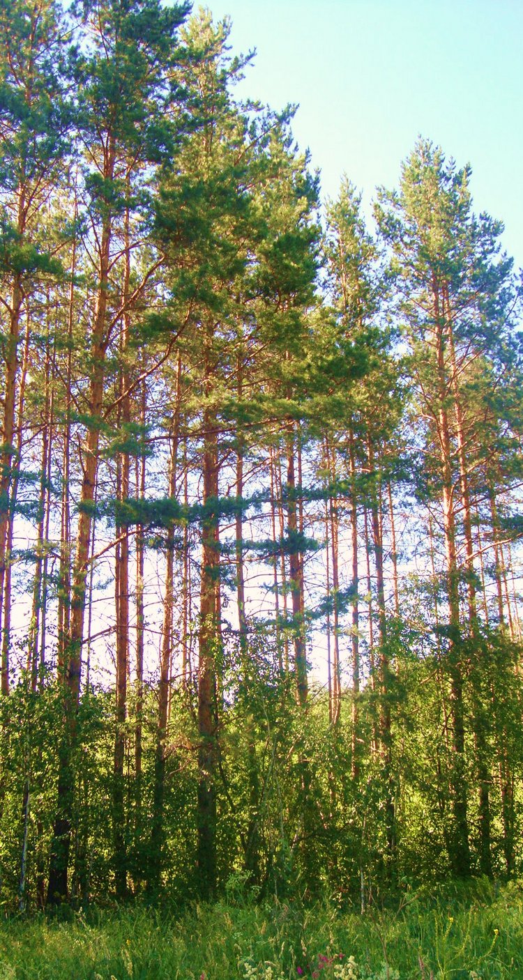 Ах, лето красное! Антикварная кукла Верочка (фото 2)