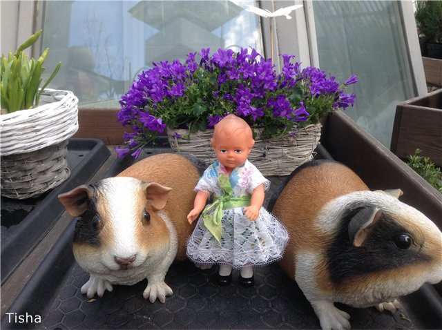 Маленькие садовники или весна в Аптекарском огороде (фото 2)