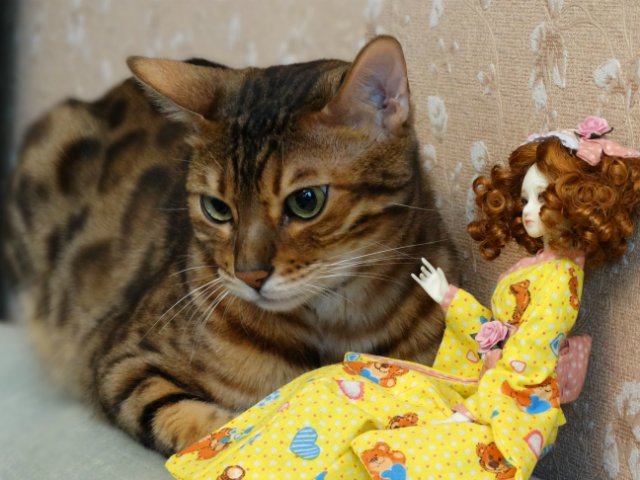 Метелька и её новый друг | Бэйбики Метелька и её новый друг — Куклы Souldoll (Соулдолл): BJD (БЖД)