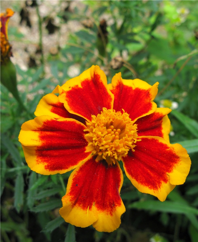 Осенний блюз — Куклы Heidi Plusczok (Хайди/Хейди Плюсчок) — фото
