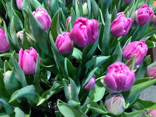 Поздравление с 8 Марта или "Репетиция весны в аптекарском огороде" (фото 10)