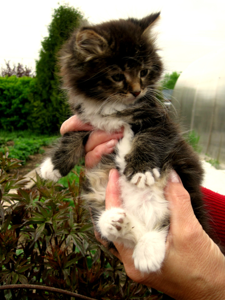 Кукла Нина. Мой подарок от подруги (фото 7)