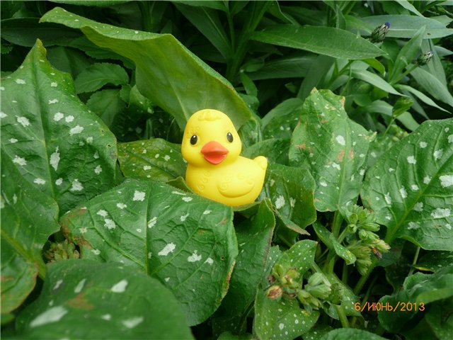 Мои позитивчики — Домашние коллекции кукол: фото собраний