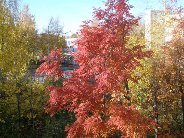 Люблю я пышное природы увяданье