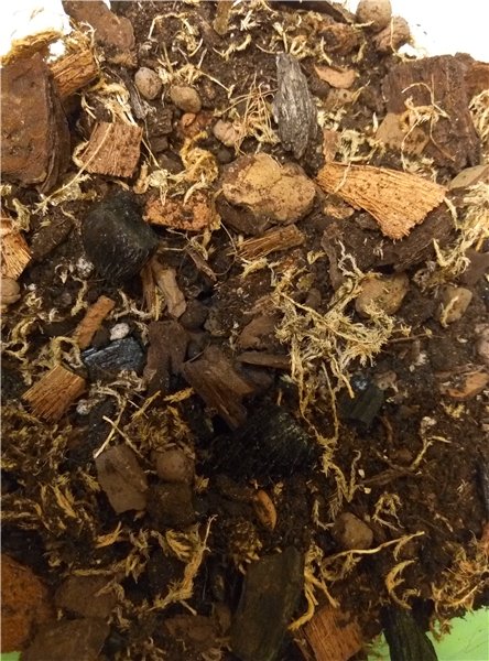 Мама любит куколок и цветочки | Бэйбики Мама любит куколок и цветочки