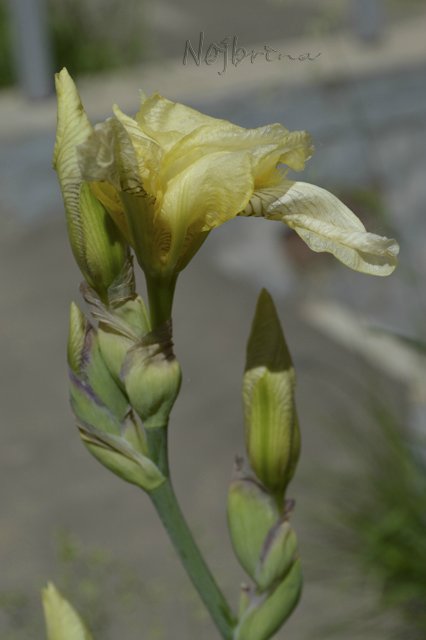 Яркие краски. Вихтели Rosemarie Anna Muller