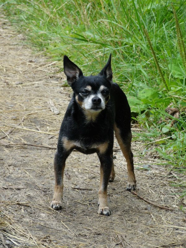 Вечеринка под яблоней — Винтажные куклы ГДР (Немки): Бигги