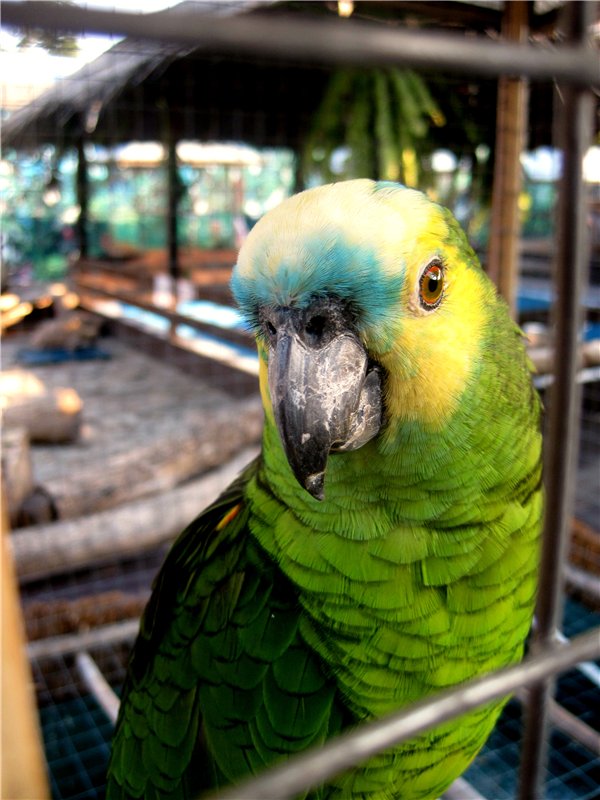 Лето. Солнце. Море. Всё смешалось - звери, куклы. Часть2 | Бэйбики Лето. Солнце. Море. Всё смешалось - звери, куклы. Часть2