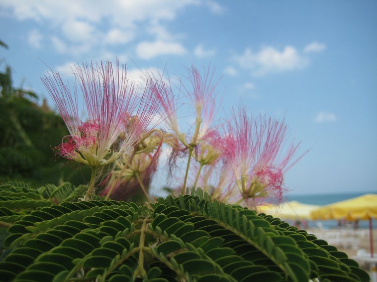 Вот такая вот Болгария — Туризм и путешествия: фотоотчеты из поездок