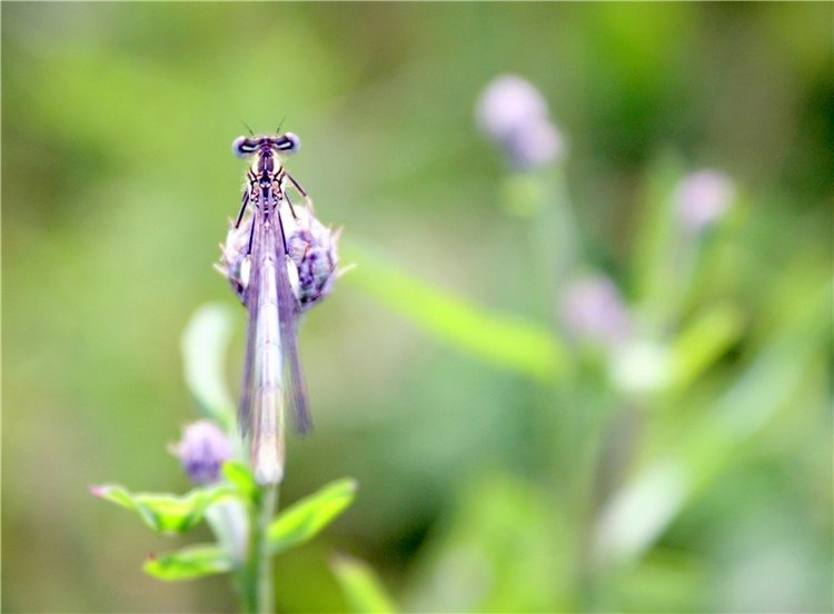 Просто Соня. Уникальные куклы от Сильвии Наттерер | Бэйбики Просто Соня. Уникальные куклы от Сильвии Наттерер