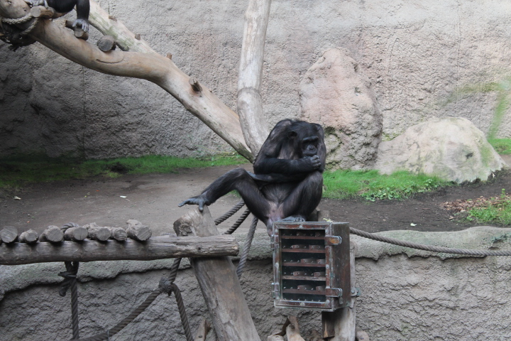 По Германии: зоопарк Лейпцига, часть 1