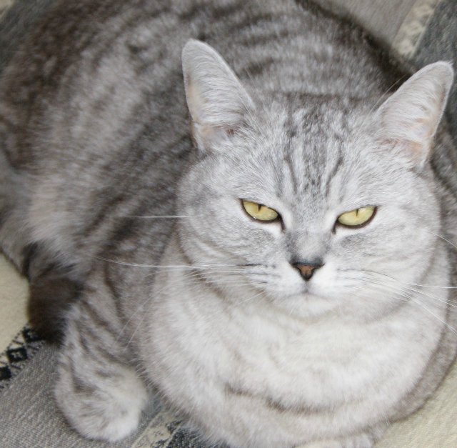 Хулиганка Джо от Susi Eimer