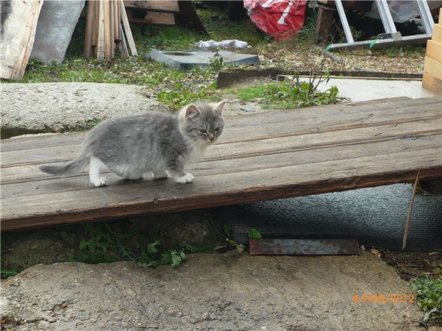 Кукла Адора - мое Солнышко