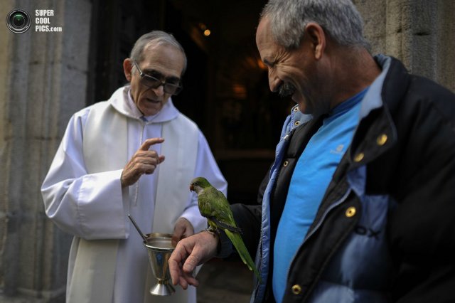 Мне вслед глядит душа кошачья... 4 октября - день памяти святого Франциска и Международный день животных