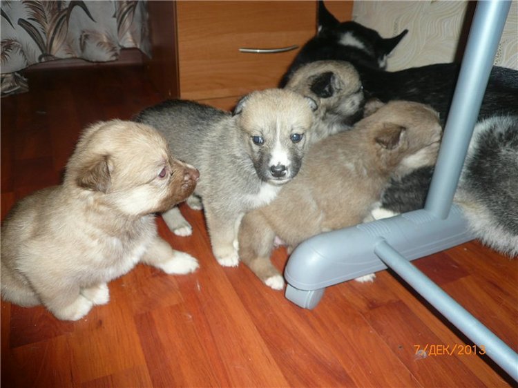 Куклы и собаки. Радость в нашем доме (фото 7)