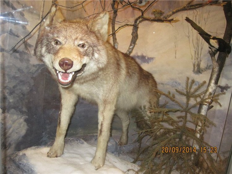 Давайте знакомиться! Мусенька - Realpuki Kaka Basic;)