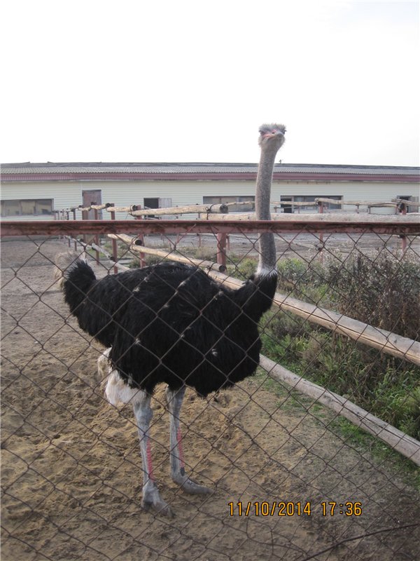 Дружок — Интересные игрушки и фигурки (разное): редкие (фото 9)