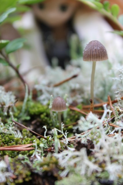 Японские девочки azone pure neemo в русском лесу