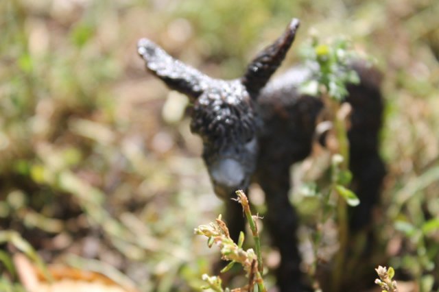 Раз, два, три, четыре, пять... Вышел ослик погулять | Бэйбики Раз, два, три, четыре, пять... Вышел ослик погулять (фото 4)