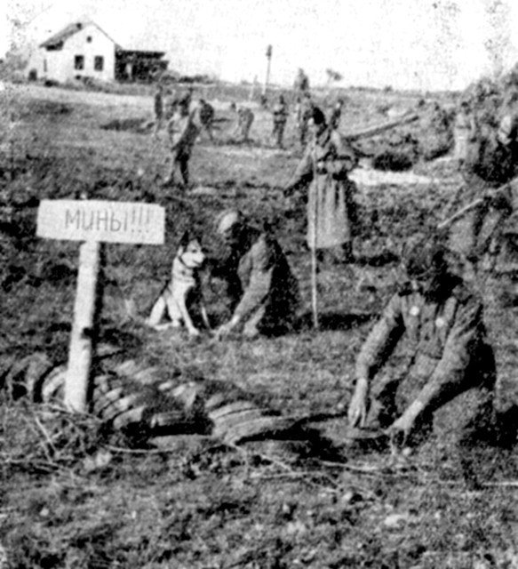 Неизвестная война. Собаки Победы (фото 5)