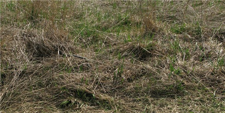 На водопад с Райли. Riley от автора Helen Kish