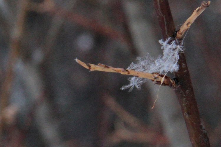 Любите ли вы Зиму так, как люблю ее я? Нэлли, кукла реборн Олеси Венгер