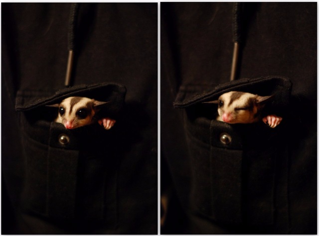 Космос — В мире животных: смешные фото питомцев и зверей (фото 4)