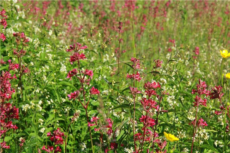 Нежный Июнь — Антикварные куклы Simon & Halbig (S&H): Симон Хальбиг (фото 3)